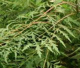 Rhus typhina f. laciniata