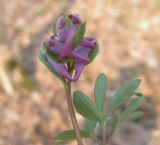 Corydalis intermedia. Соцветие. Курская обл., г. Железногорск, ур. Опажье, лес на плакоре. 16 апреля 2009 г.