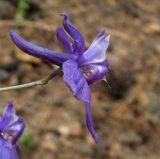 Delphinium longipedunculatum. Цветок. Туркменистан, хр. Кугитанг. Июнь 2012 г.