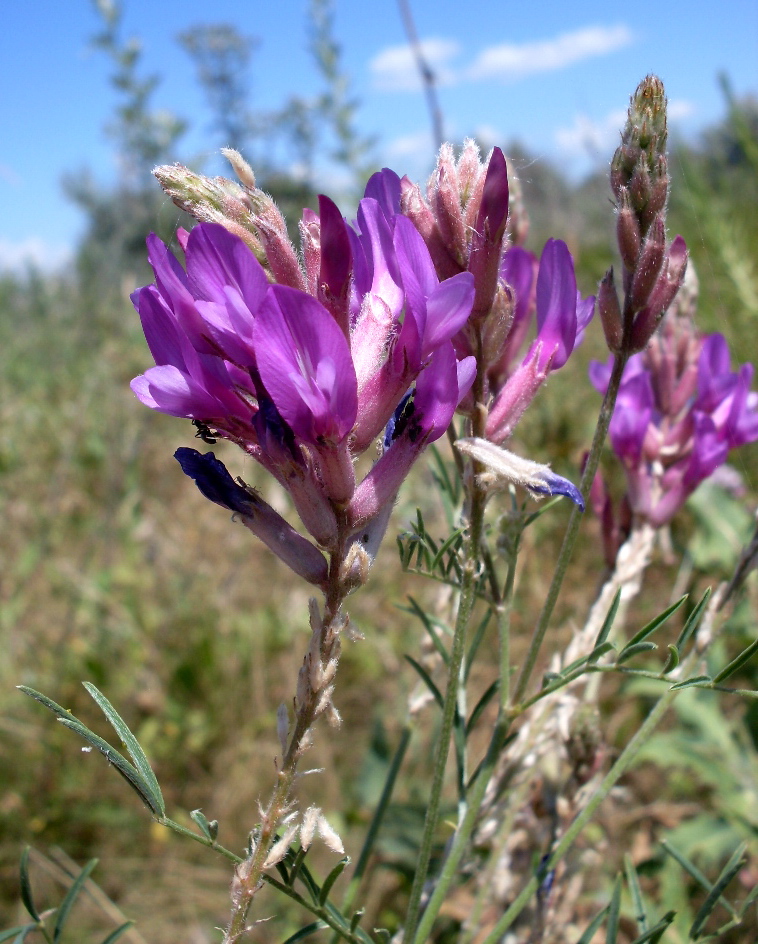 Изображение особи Astragalus varius.