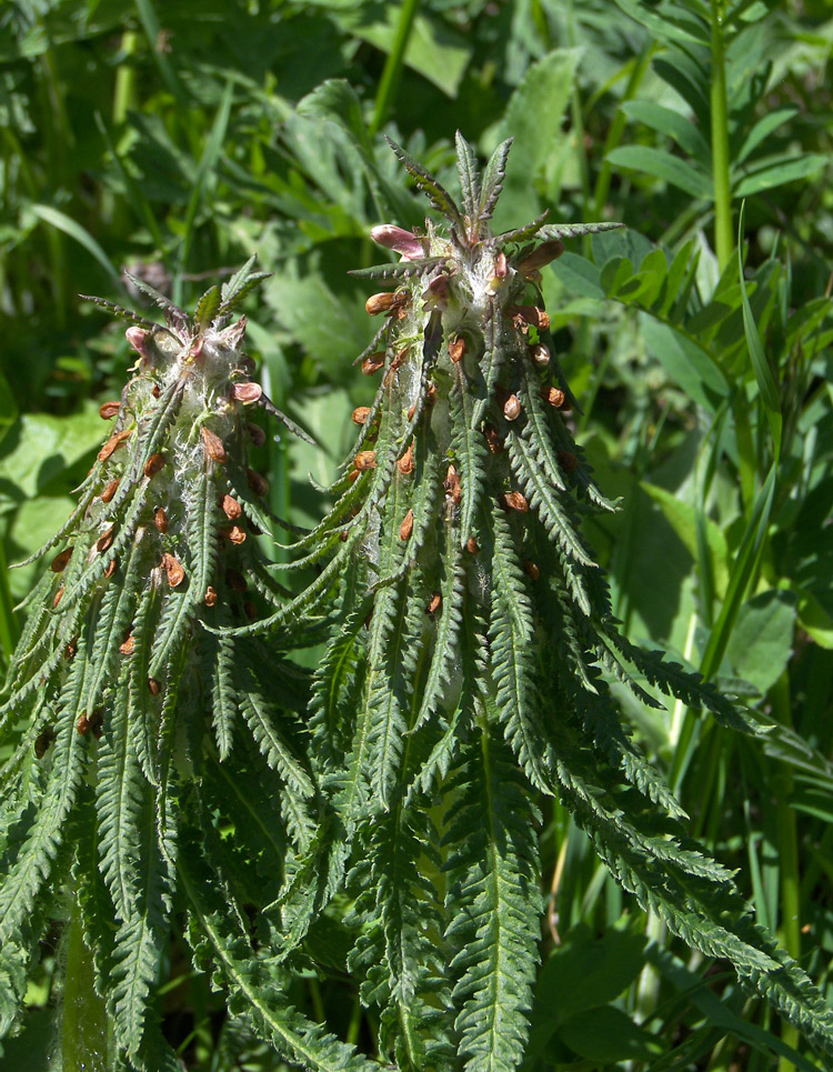 Image of Pedicularis wilhelmsiana specimen.