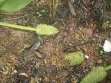 Lysichiton camtschatcensis