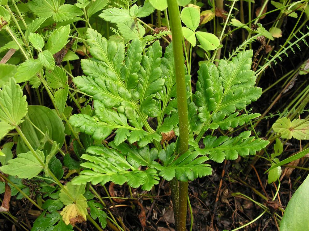 Изображение особи Botrychium robustum.