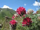 Oxytropis trichocalycina. Цветущее растение. Южный Казахстан, Таласский Алатау, зап. Аксу-Джабаглы, ур. Бойдаксай, выс. 2300 м н.у.м. 18 июня 2011 г.