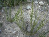 Artemisia saposhnikovii