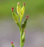 Diarthron linifolium