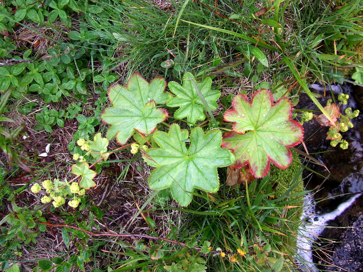 Изображение особи Alchemilla glomerulans.