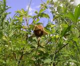 Clematis fusca