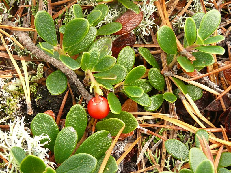 Изображение особи Arctostaphylos uva-ursi.