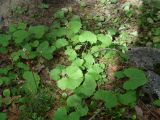 Petasites rubellus