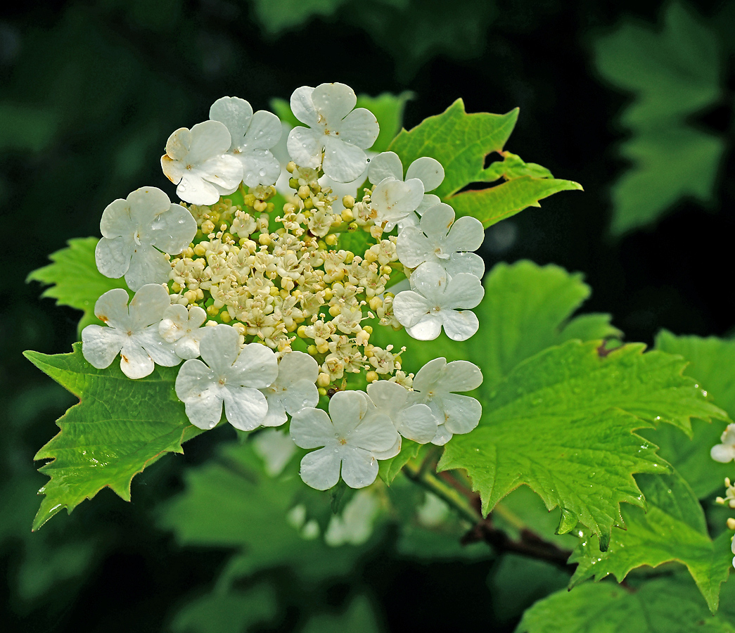 Изображение особи Viburnum opulus.