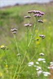 Achillea apiculata. Верхушка цветущего растения. Мурманская обл., с. Княжая Губа, побережье Кандалакшского зал. Белого моря, приморский луг. 26.07.2015.