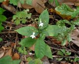 Pseuderanthemum album