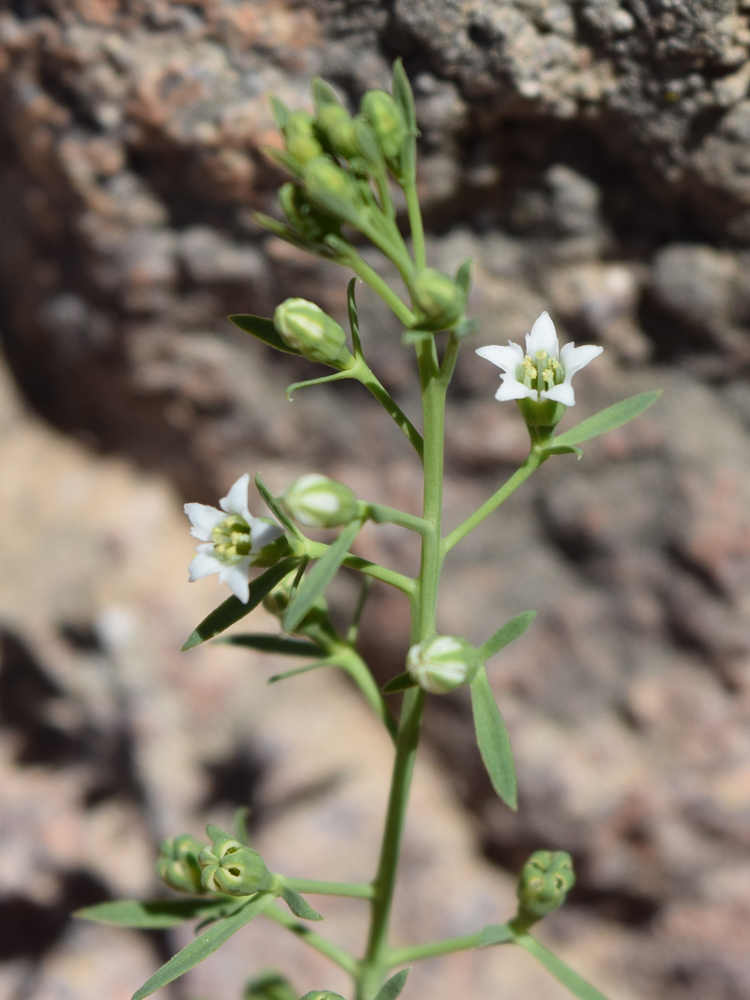 Изображение особи Thesium ramosum.