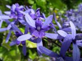 Petrea volubilis