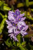 Eichhornia crassipes