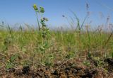 Medicago minima