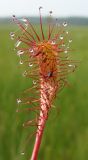 Drosera anglica. Лист с пойманными насекомыми. Ямало-Ненецкий автономный округ, Надымский р-н, окр. пос. Ягельный, осоково-сфагновое болото к юго-востоку от посёлка. 20 июля 2016 г.