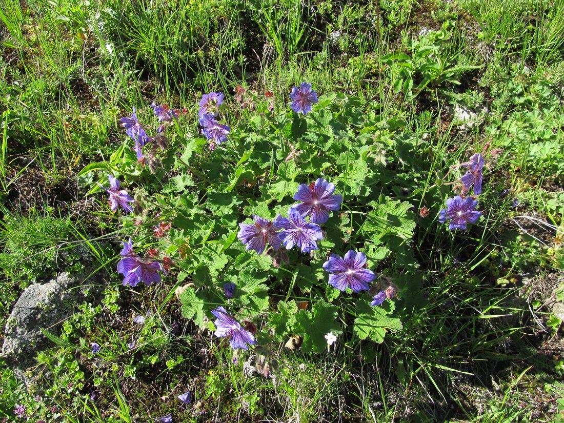 Изображение особи Geranium renardii.