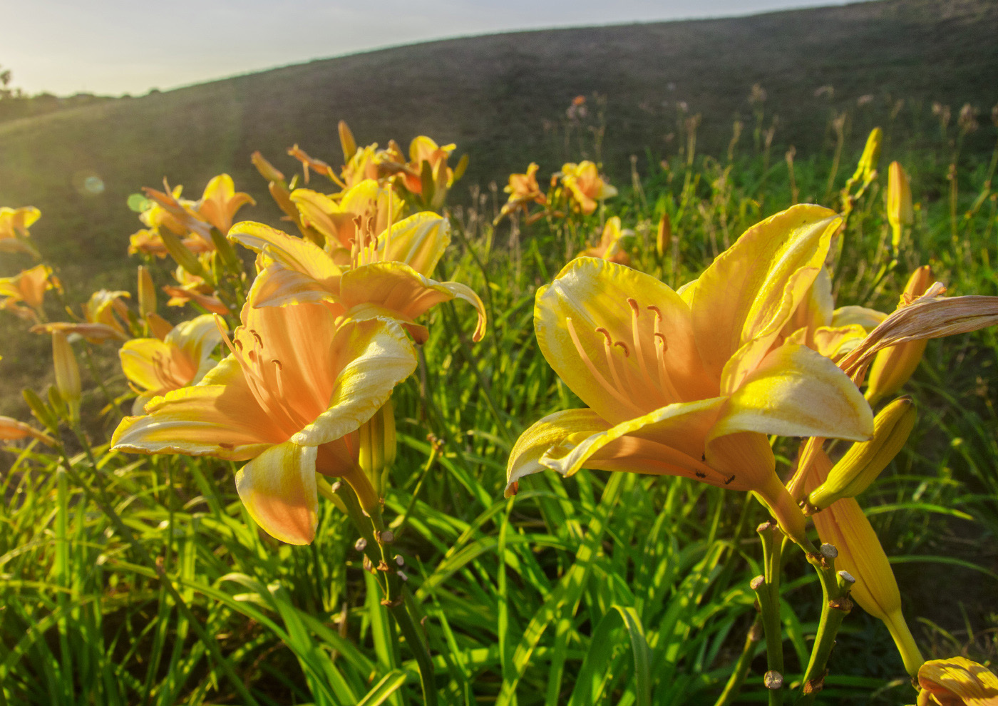 Изображение особи Hemerocallis &times; hybrida.