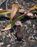 Nepenthes gracilis. Ловчий кувшинчик (длина около 7 см). Малайзия, о-в Калимантан, национальный парк Бако, песчаниковое плато, ≈ 100 м н.у.м., на скале. 10.05.2017.