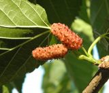 Morus rubra. Фрагмент ветви с созревающими соплодиями. Украина, г. Луганск, городок Щорса, в озеленении. 26.06.2017.