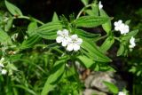 Lithospermum erythrorhizon