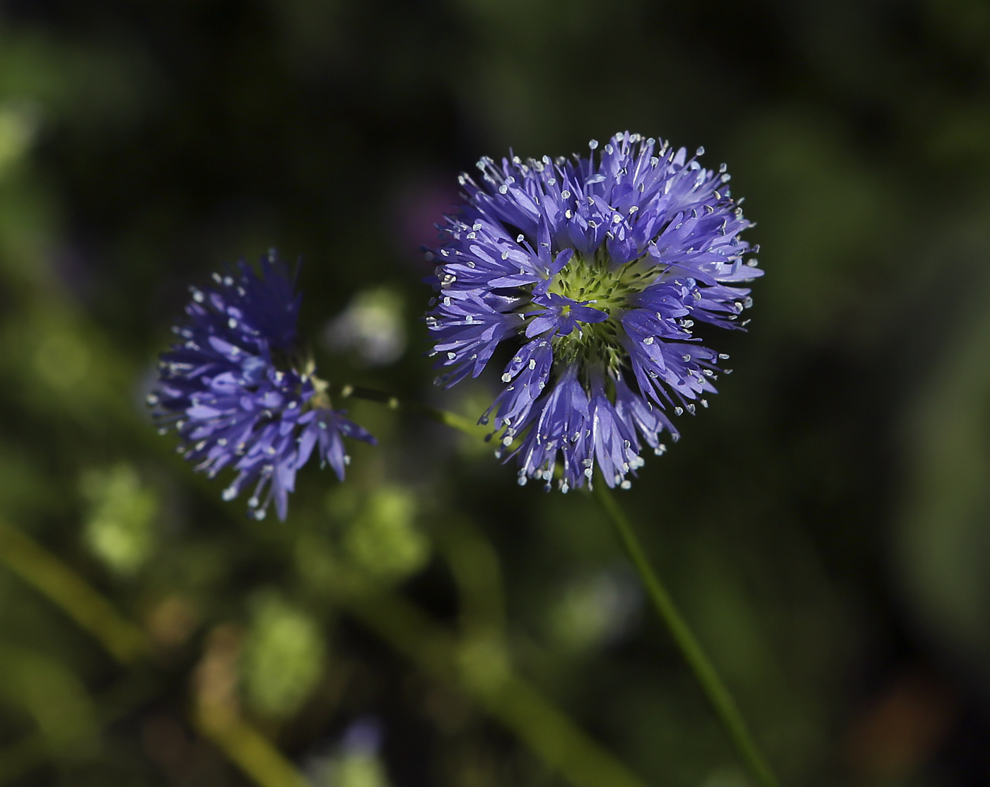 Изображение особи Gilia capitata.