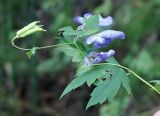 Aconitum maximum. Верхушка цветущего и плодоносящего побега. Камчатский край, окр. пос. Ключи, севернее, подножье сопки. 23.08.2016.