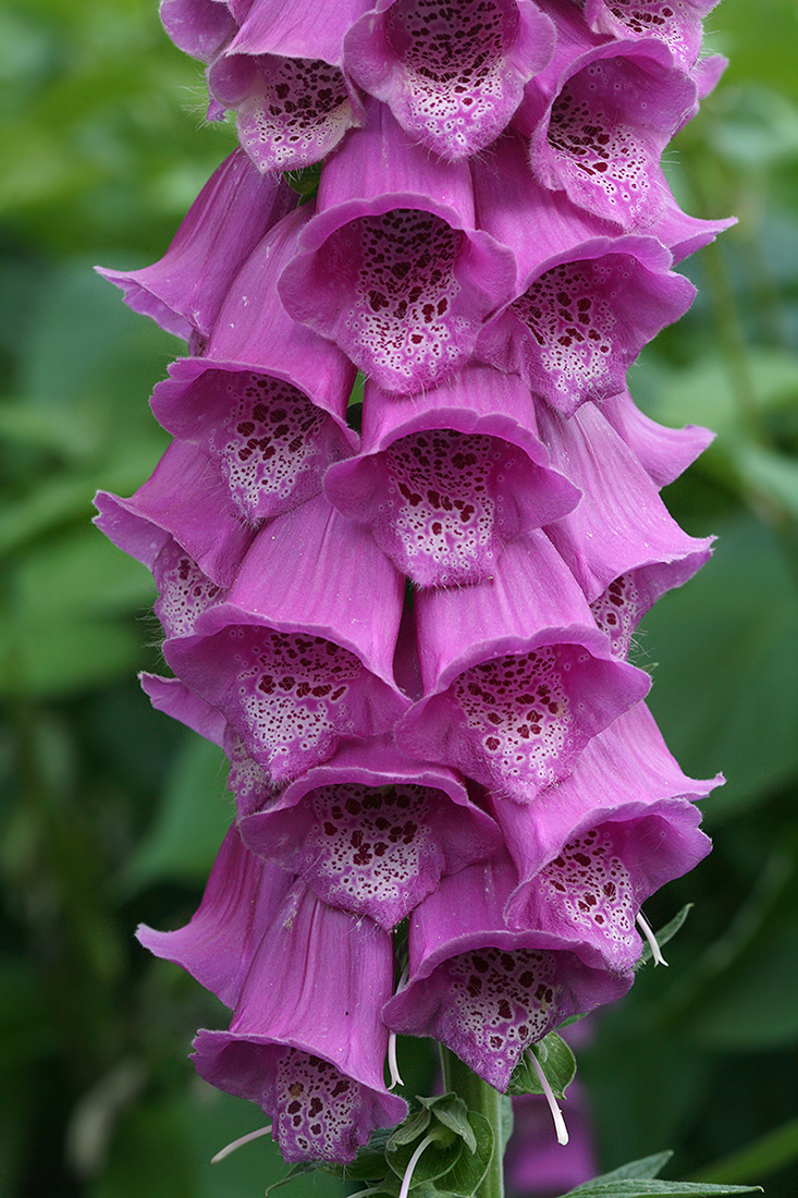 Изображение особи Digitalis purpurea.