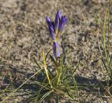 Gentiana decumbens. Цветущее растение. Монгольский Алтай, Баян-Ульгийский аймак, сомон Сагсай, окраина пос. Сагсай, выбитая степь, территория заброшенного пионерского лагеря. 04.08.2008.