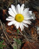 Chrysanthemum zawadskii