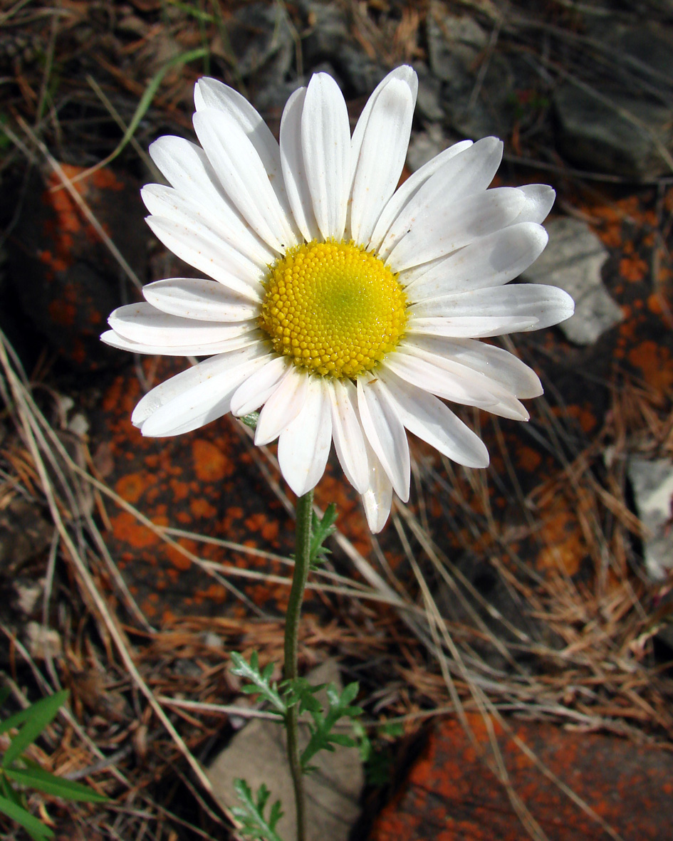Image of Chrysanthemum zawadskii specimen.