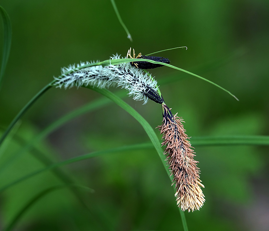 Изображение особи Carex acuta.