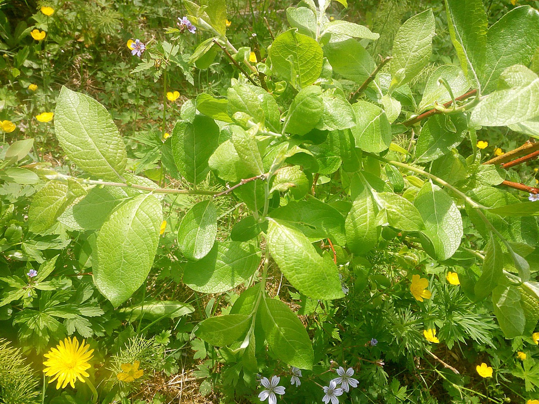 Изображение особи Salix caprea.