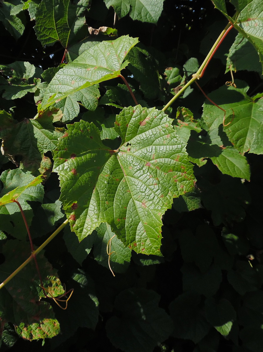 Изображение особи Vitis amurensis.