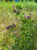 Medicago sativa