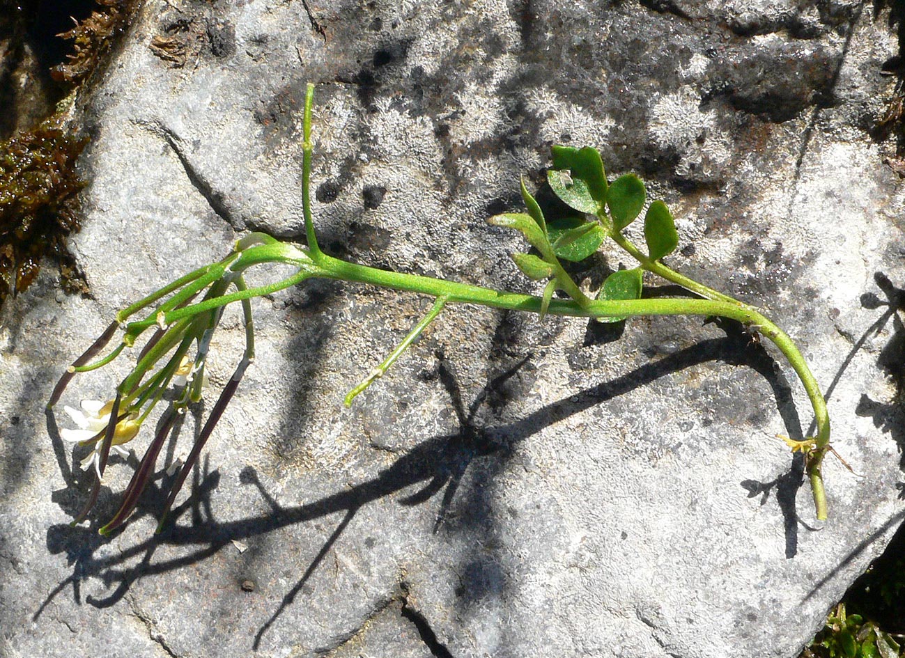 Изображение особи Cardamine blaisdellii.