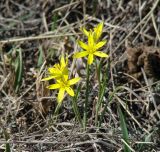 Gagea pauciflora. Цветущие растения. Иркутская обл., Боханский р-н, окр. с. Бохан, луг. 06.05.2018.