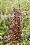 Epilobium hornemannii. Плодоносящее растение. Мурманская обл., окр. пос. Дальние Зеленцы, устье Зеленецого ручья, луговина в зоне заплеска. 28.07.2018.