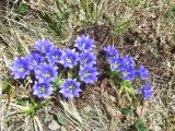 Gentiana grandiflora