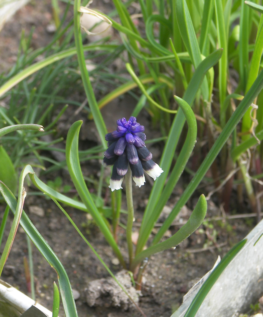 Изображение особи Muscari discolor.