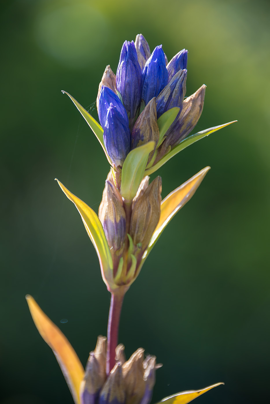 Изображение особи Gentiana triflora.