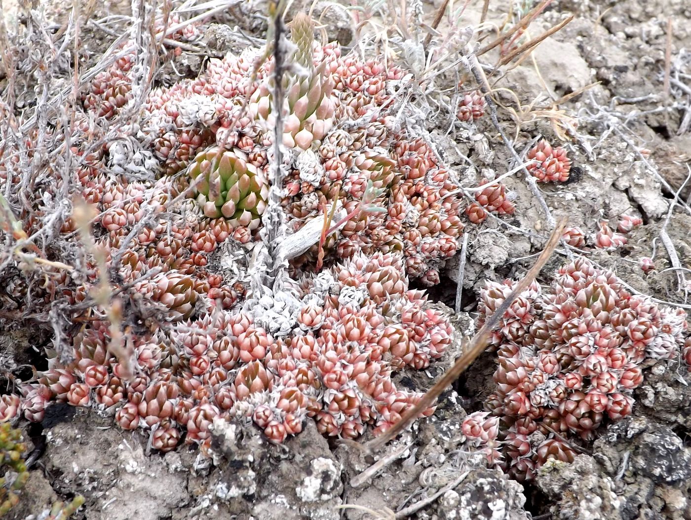 Изображение особи Orostachys spinosa.