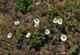 Callianthemum sajanense