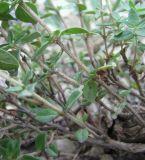 Thymus collinus. Часть веточки (Thymus armeniacus). Дагестан, Докузпаринский р-н, окр. с. Усухчай, ок. 1200 м н.у.м., каменистый склон. 04.06.2019.