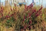 Amaranthus hypochondriacus