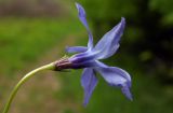 Vinca herbacea