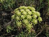 Crithmum maritimum. Соцветие. Хорватия, Дубровник, побережье Адриатического моря. 29 августа 2010 г.