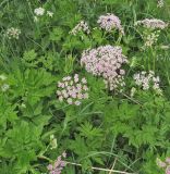 Chaerophyllum hirsutum